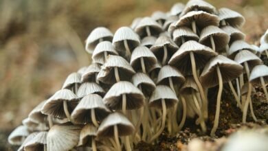 profiting from small cap stocks